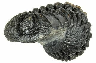 Long, Curled Morocops Trilobite - Morocco #323516