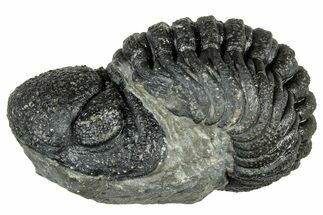 Long, Curled Morocops Trilobite - Morocco #323524