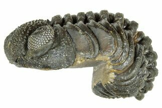 Long, Curled Morocops Trilobite - Morocco #323525