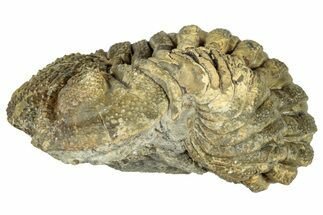 Bargain, Wide Enrolled Morocops Trilobite - Morocco #323537