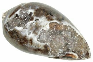 Chalcedony Replaced Gastropod With Sparkly Quartz - India #320823