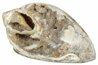 Chalcedony Replaced Gastropod With Sparkly Quartz - India #320832