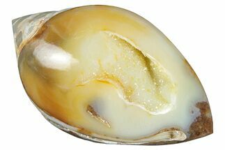 Chalcedony Replaced Gastropod With Sparkly Quartz - India #320835