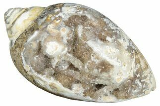 Chalcedony Replaced Gastropod With Sparkly Quartz - India #320840