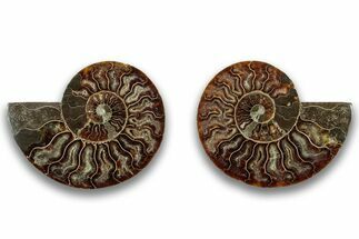 Cut & Polished, Agatized Ammonite Fossil - Madagascar #323359