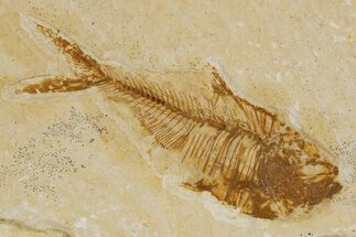 Detailed Fossil Fish (Diplomystus) - Wyoming #318620
