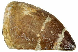 Fossil Mosasaur (Prognathodon) Tooth - Morocco #322713