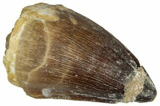 Fossil Mosasaur (Prognathodon) Tooth - Morocco #322714