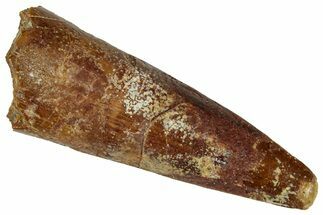 Fossil Spinosaurus Tooth - Real Dinosaur Tooth #324851