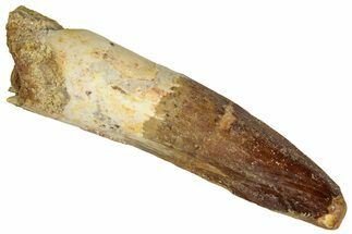 Fossil Spinosaurus Tooth - Real Dinosaur Tooth #324858