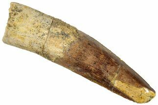 Fossil Spinosaurus Tooth - Real Dinosaur Tooth #324872