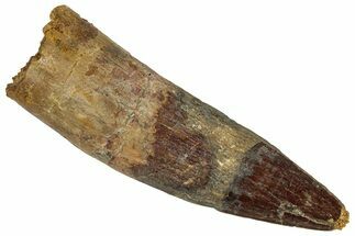 Fossil Spinosaurus Tooth - Real Dinosaur Tooth #324877