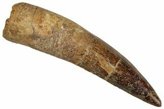 Fossil Spinosaurus Tooth - Real Dinosaur Tooth #324879