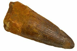 Fossil Spinosaurus Tooth - Real Dinosaur Tooth #324837