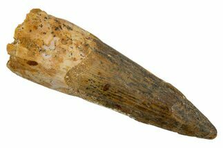Bargain, Fossil Spinosaurus Tooth - Real Dinosaur Tooth #324841