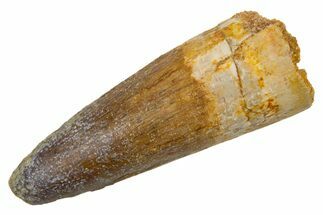 Fossil Spinosaurus Tooth - Real Dinosaur Tooth #324846