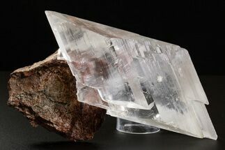 Large Glassy Selenite Crystal on Matrix - Naica Mine, Mexico #325077