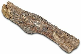 Fossil Ornithopod Dinosaur (Dryosaurus) Femur - Wyoming #325126