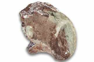 Triassic Fossil Phytosaur Vertebra - New Mexico #325131