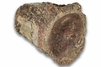 Triassic Fossil Phytosaur Vertebra - New Mexico #325132