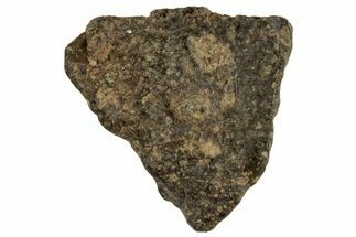 Abadla CM Chondrite Meteorite ( g) - Algeria #313100