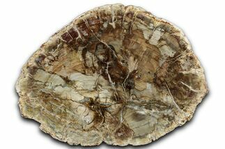 Colorful Petrified Wood (Araucaria) Round - Madagascar #325142