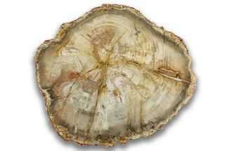 Colorful Petrified Wood (Araucaria) Round - Madagascar #325151