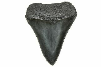 Serrated, Fossil Great White Shark Tooth - South Carolina #325164