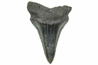Serrated, Fossil Great White Shark Tooth - South Carolina #325167