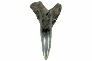 Snaggletooth Shark (Hemipristis) Lower Tooth - South Carolina #325172
