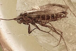 Detailed Fossil Moth (Lepidoptera) in Baltic Amber #325283
