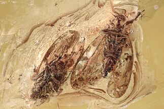 Two Fossil Leafhoppers (Cicadellidae) In Baltic Amber - Mate Guard! #325298