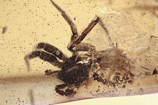 Large Detailed Fossil Spider (Araneae) In Baltic Amber #325342