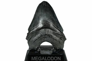 Serrated, Fossil Megalodon Tooth - South Carolina #325249