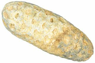 Fossil Cycadophyte Seed Cone - Boujdour, Morocco #325257