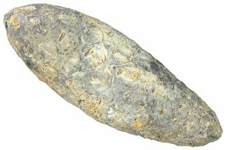 Fossil Cycadophyte Seed Cone - Boujdour, Morocco #325265