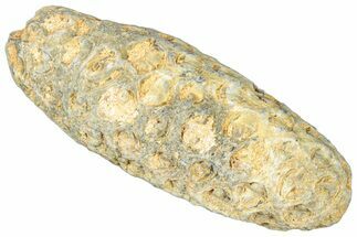 Fossil Cycadophyte Seed Cone - Boujdour, Morocco #325270