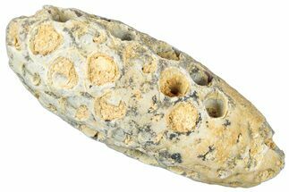 Fossil Cycadophyte Seed Cone - Boujdour, Morocco #325272