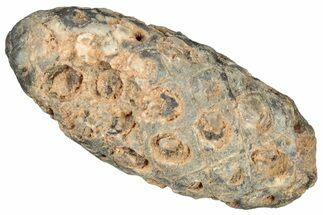 Fossil Cycadophyte Seed Cone - Boujdour, Morocco #325280