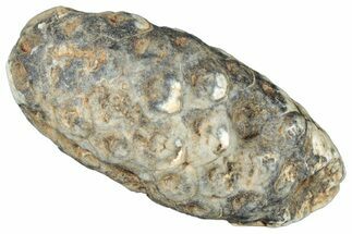 Fossil Cycadophyte Seed Cone - Boujdour, Morocco #325282