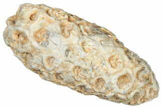 Fossil Cycadophyte Seed Cone - Boujdour, Morocco #325294