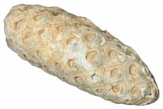 Fossil Cycadophyte Seed Cone - Boujdour, Morocco #325301