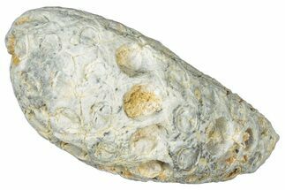 Fossil Cycadophyte Seed Cone - Boujdour, Morocco #325313