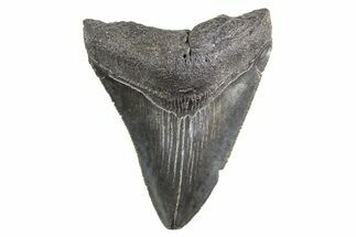 Serrated, Fossil Megalodon Tooth - South Carolina #321342