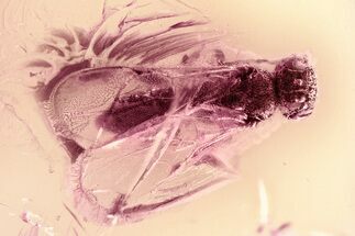 Detailed Fossil Wasp (Megalyridae) In Baltic Amber - Rare Family #325376