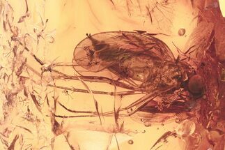 Detailed Fossil Predatory Snipe Fly and Gall Midge In Baltic Amber #325380