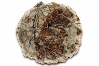 Beautiful, Petrified Wood (Araucaria) Slab - Madagascar #325539