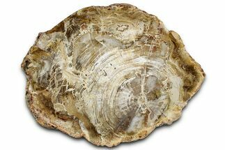 Beautiful, Petrified Wood (Araucaria) Slab - Madagascar #325547