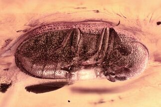 Detailed Fossil Beetle and Caddisfly in Baltic Amber #325415
