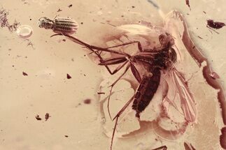 Fossil Fungus Beetle (Latridius jantaricus) & Gnat in Baltic Amber #325419